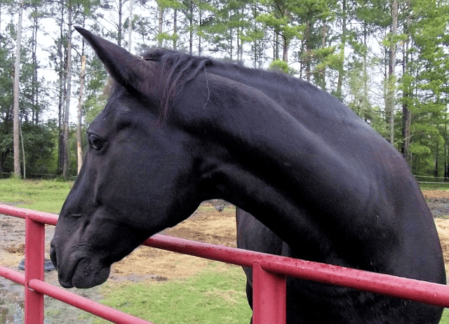 tennessee walking horse, twh, horse