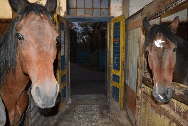 horses, animals, stallion