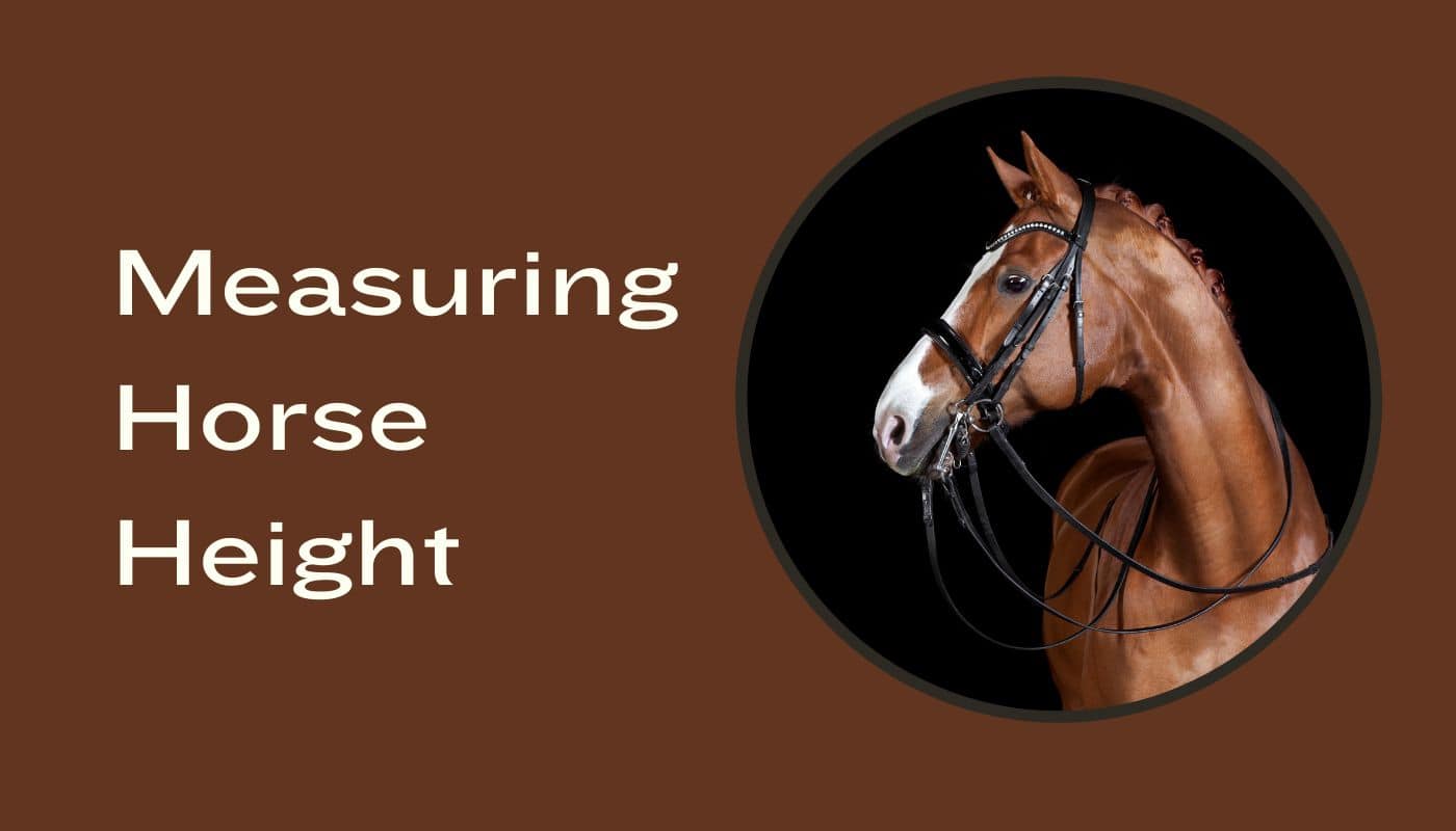 How To Measure Your Horse 