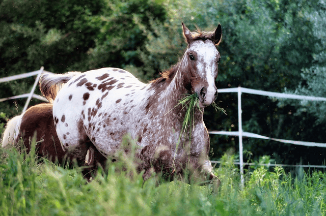 horse, appaloosa, meadow