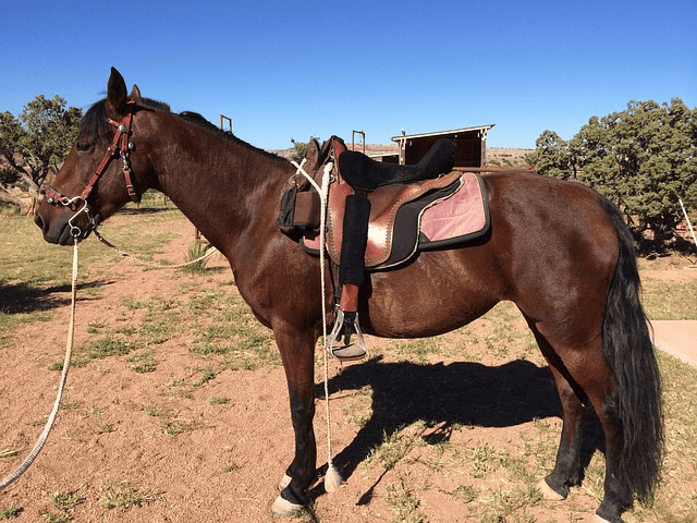 morgan, horse, saddle