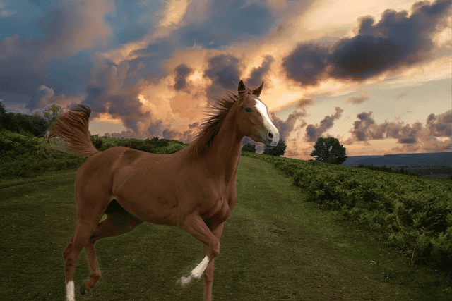 horse, thoroughbred horse, beautiful